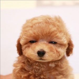 Meet your Posher, Charlyce